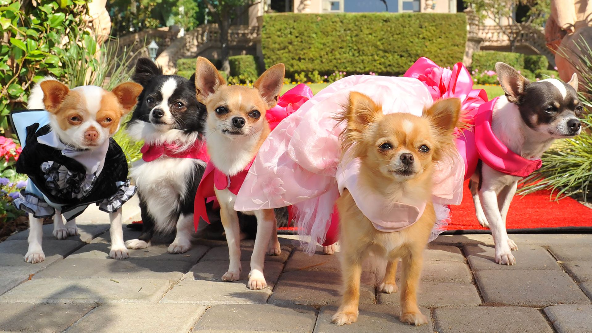 Beverly Hills Chihuahua 3: Viva La Fiesta! background