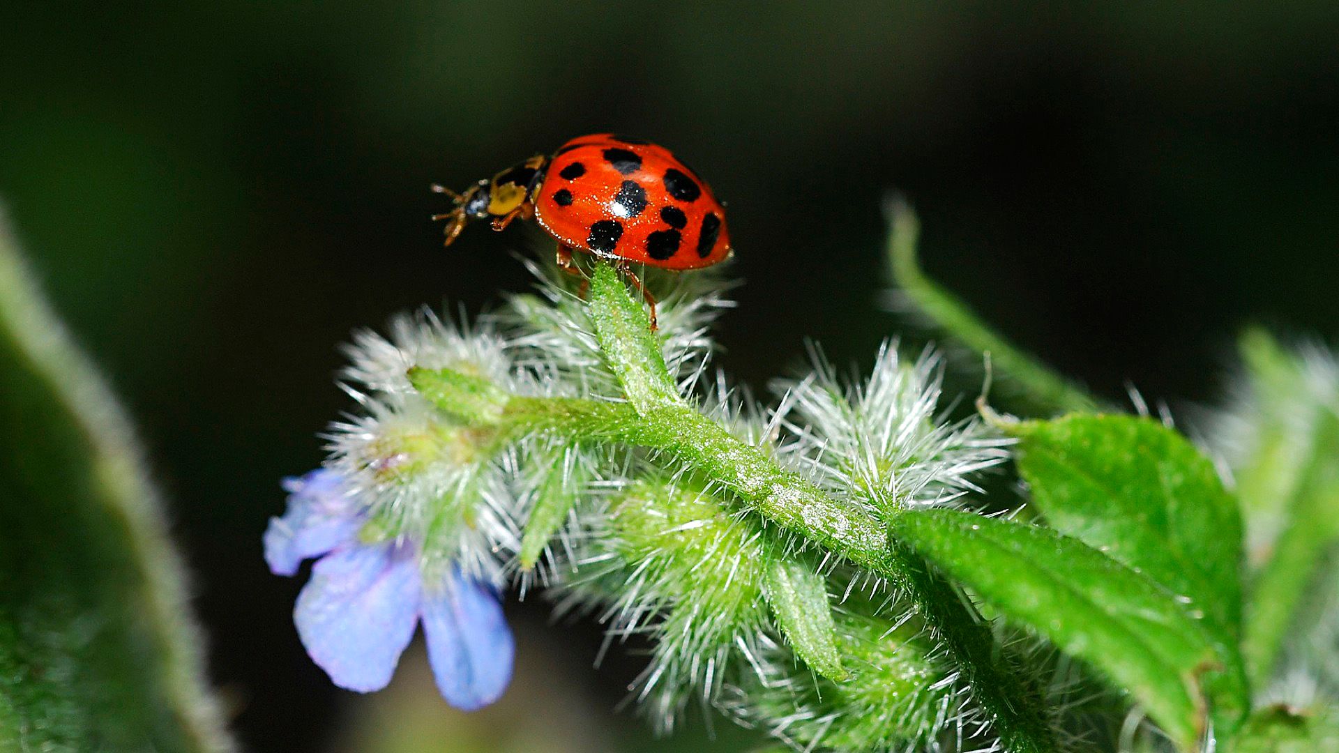 Life in the Undergrowth background