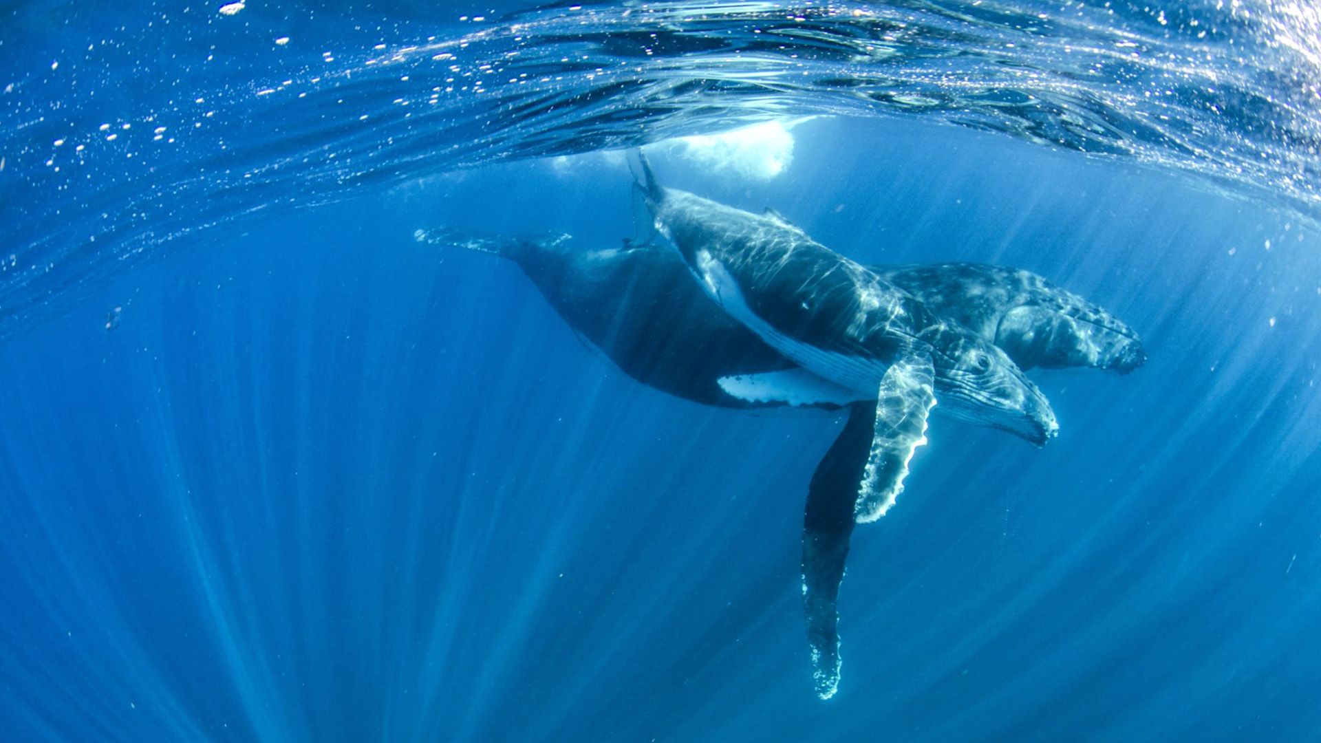 Ningaloo Nyinggulu background