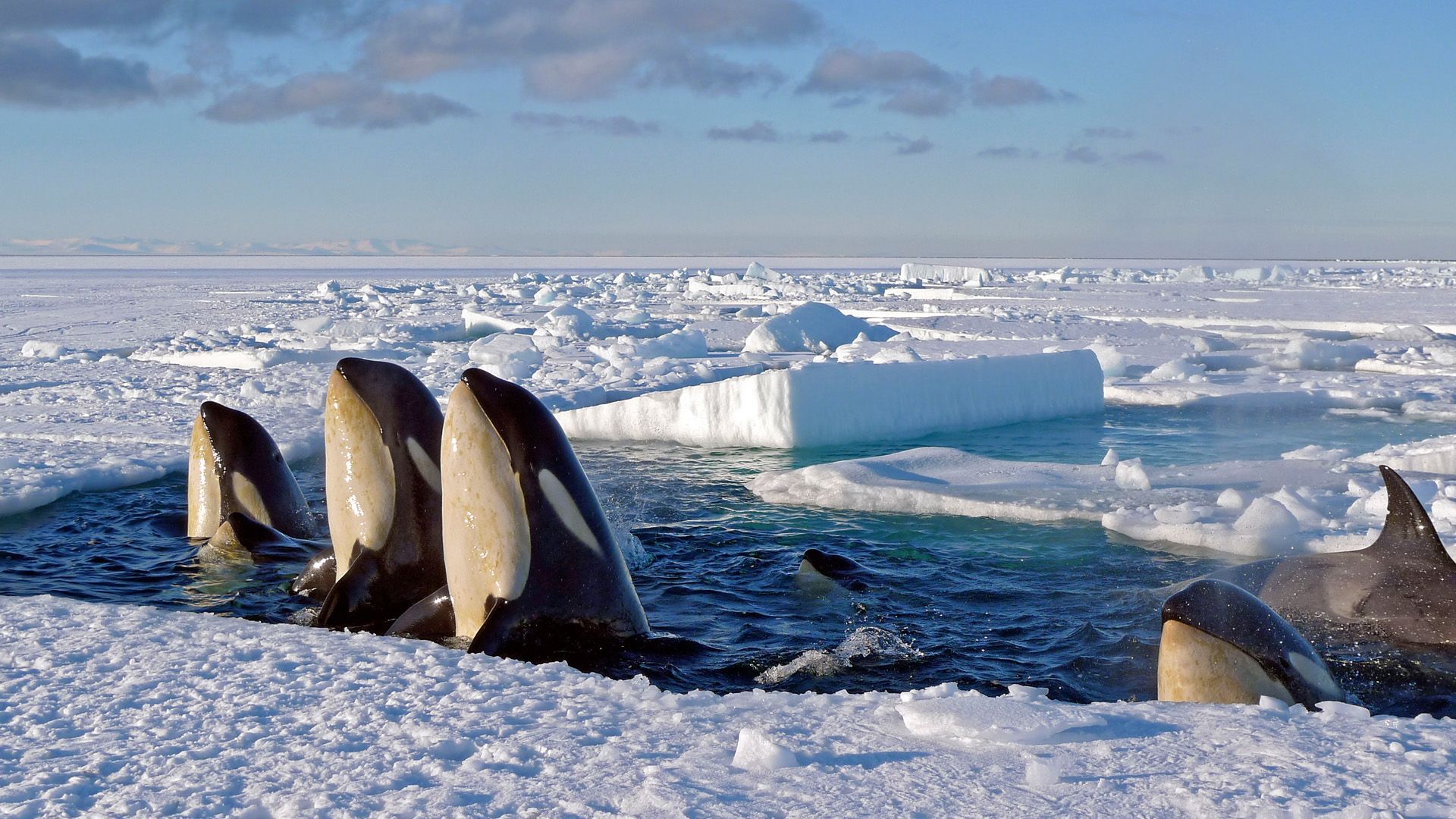 Frozen Planet background