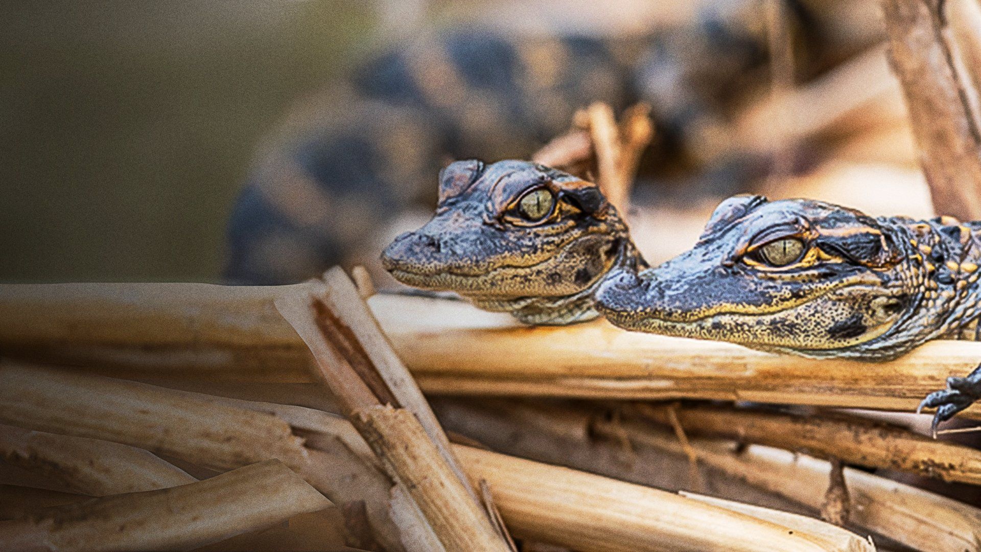 Prowlers of the Everglades background