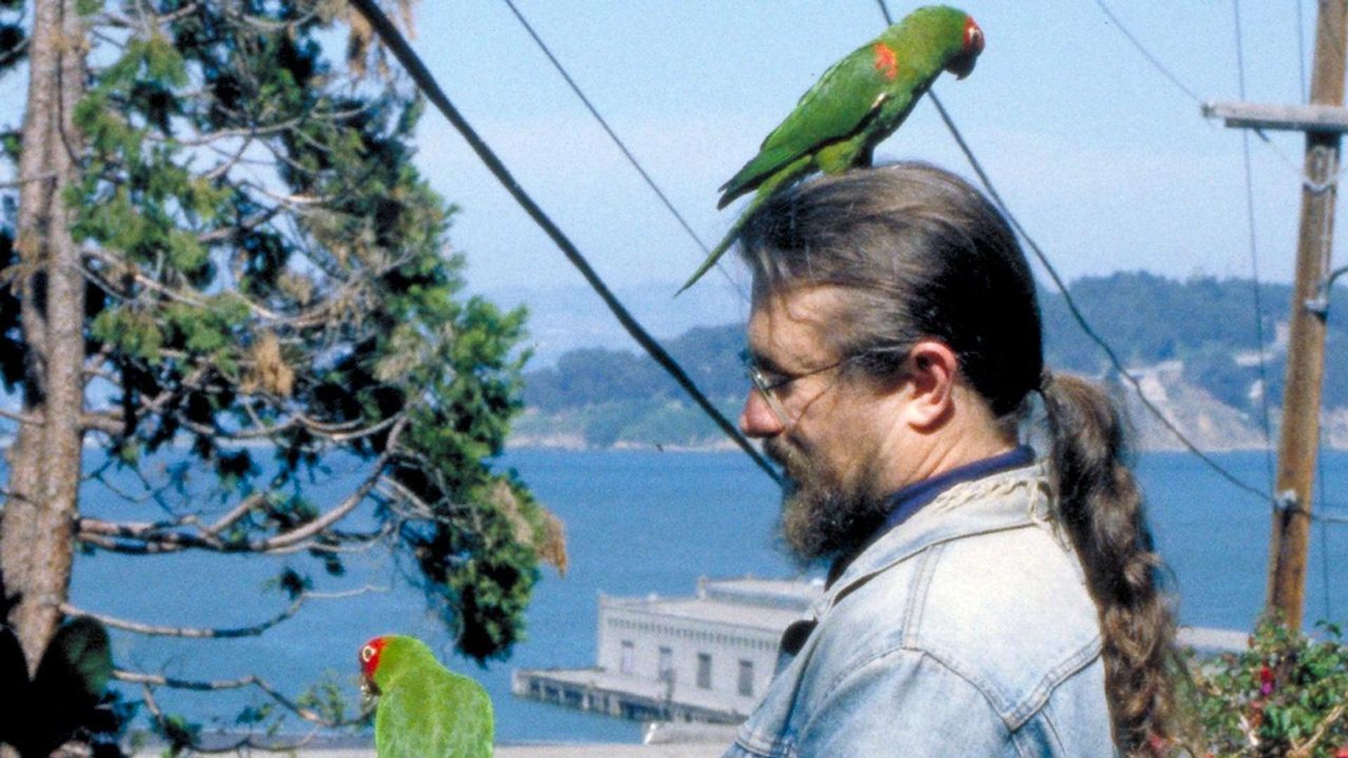 The Wild Parrots of Telegraph Hill background