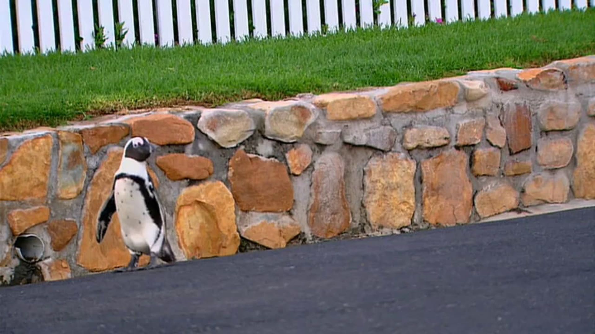 Penguins Under Siege background