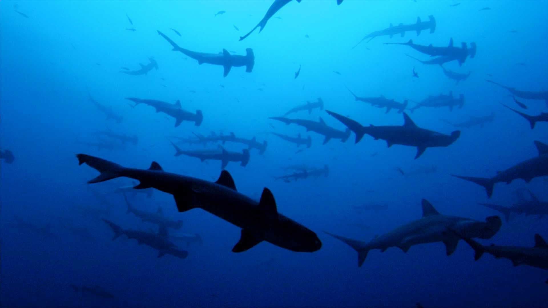 Sharkwater background