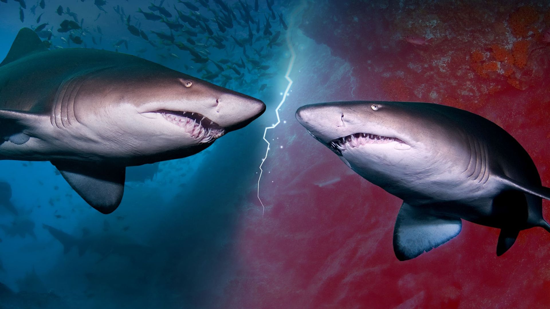 Cannibal Sharks background