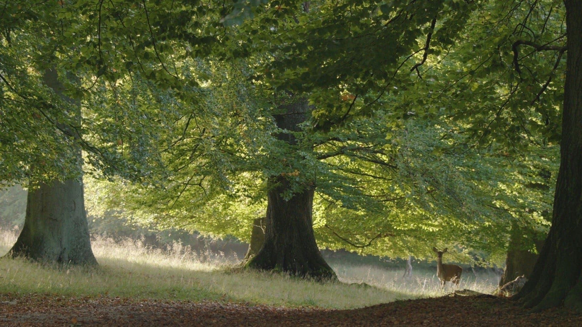 The Hidden Life of Trees background