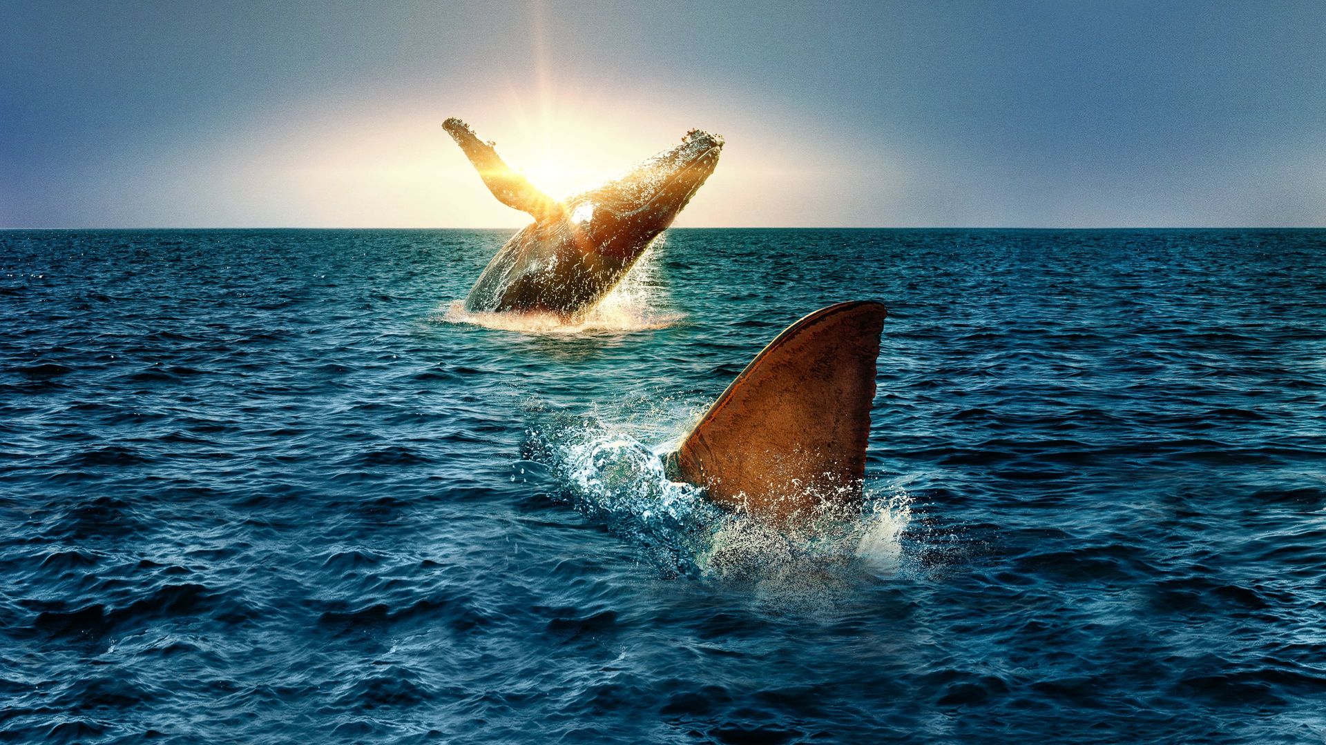 Shark vs. Whale background