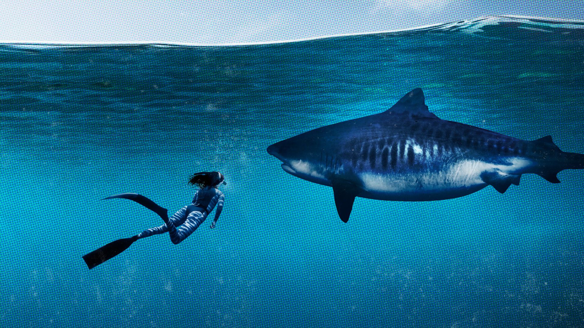 World's Biggest Tiger Shark background