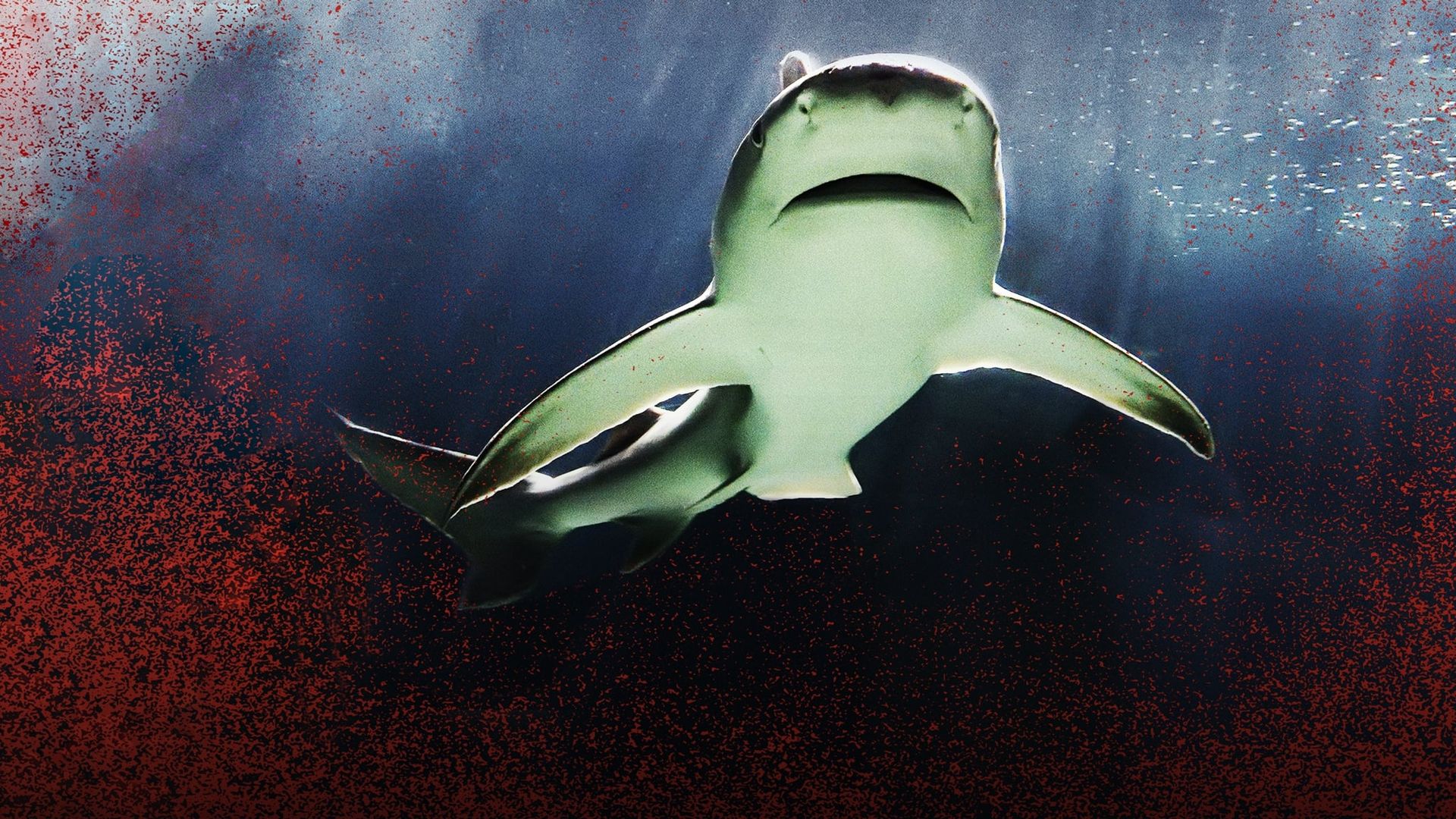 Raging Bull Shark background