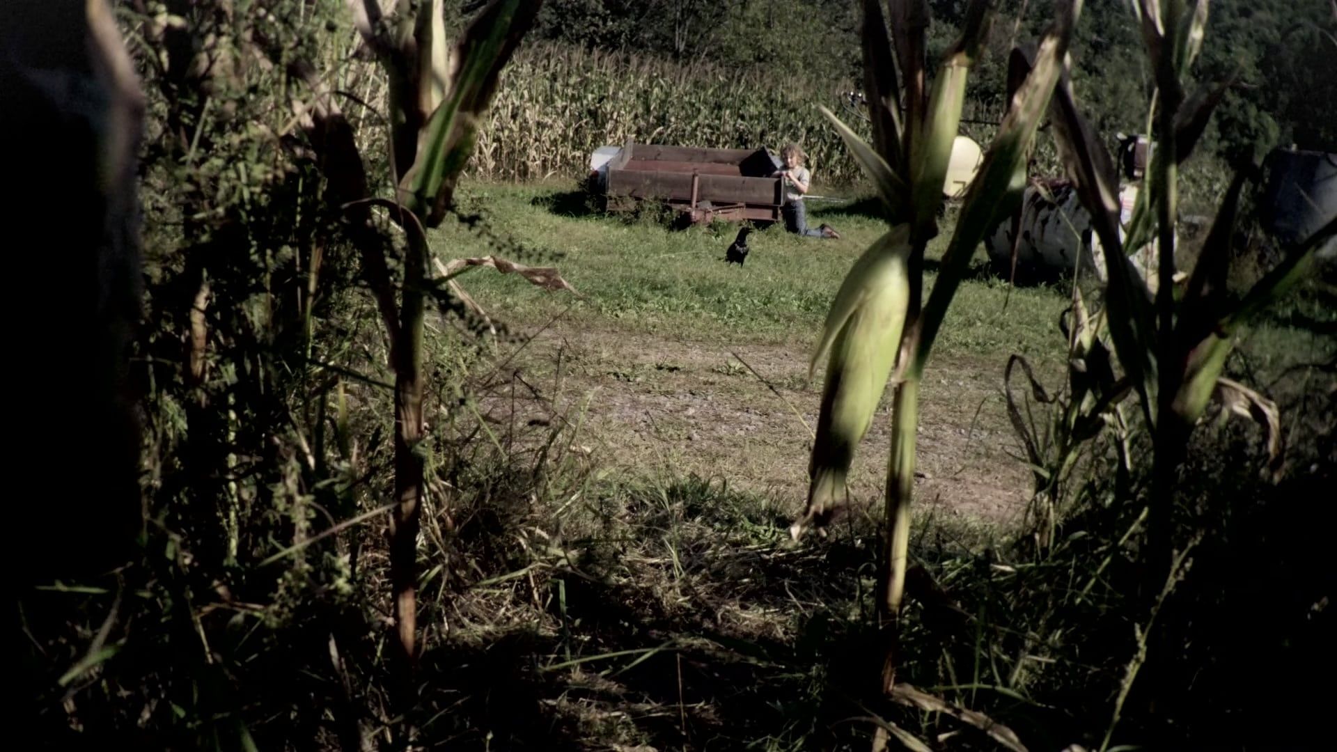 The Fields background