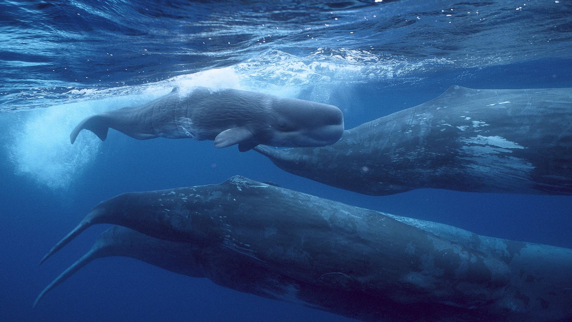 Giants of the Deep Blue background