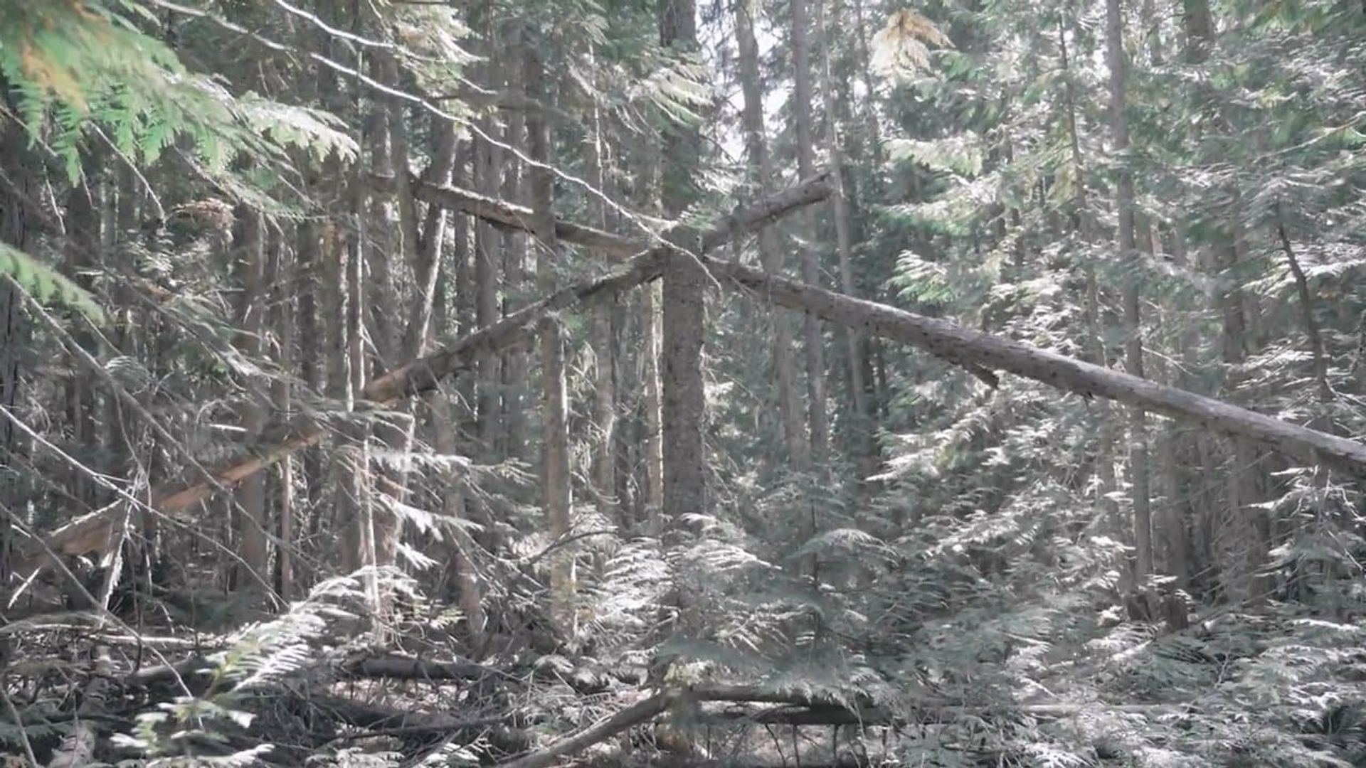 Bigfoot Encounters in the Pacific Northwest background