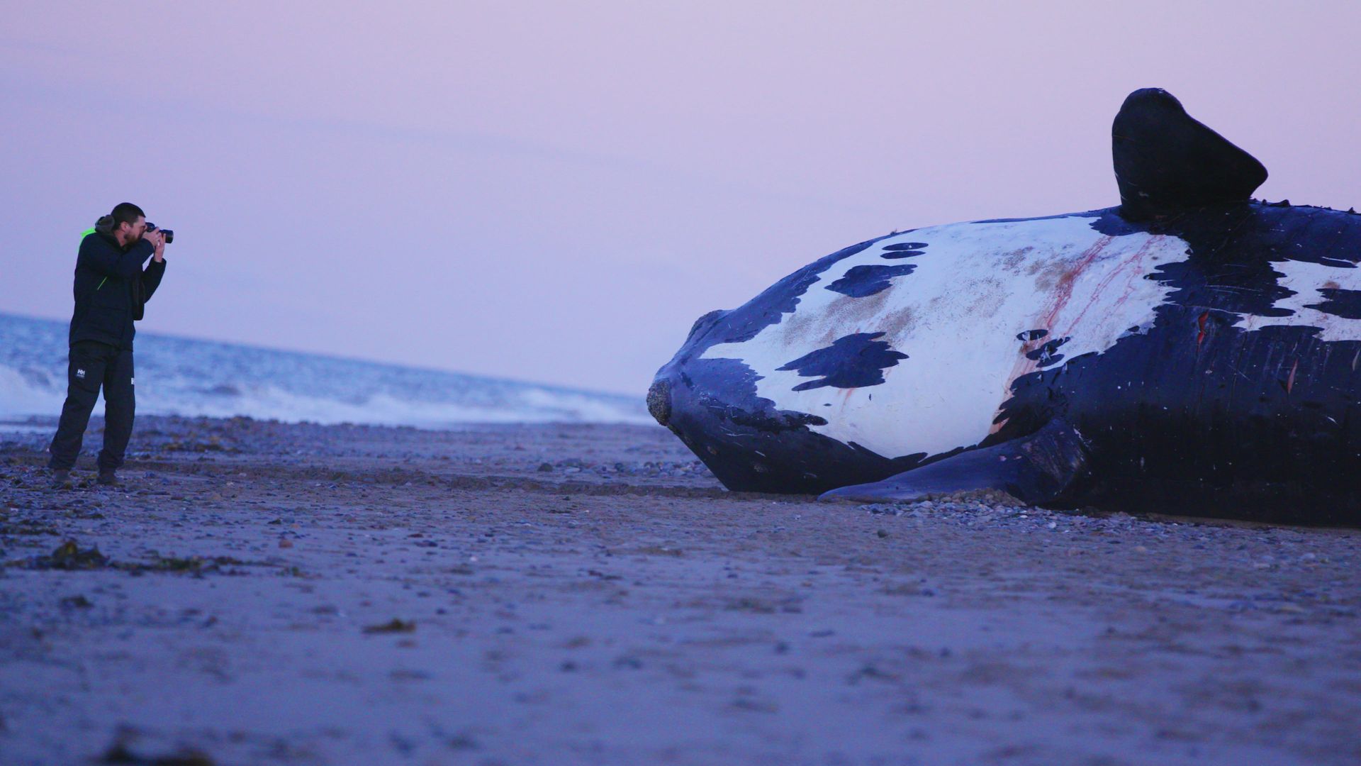 Last of the Right Whales background