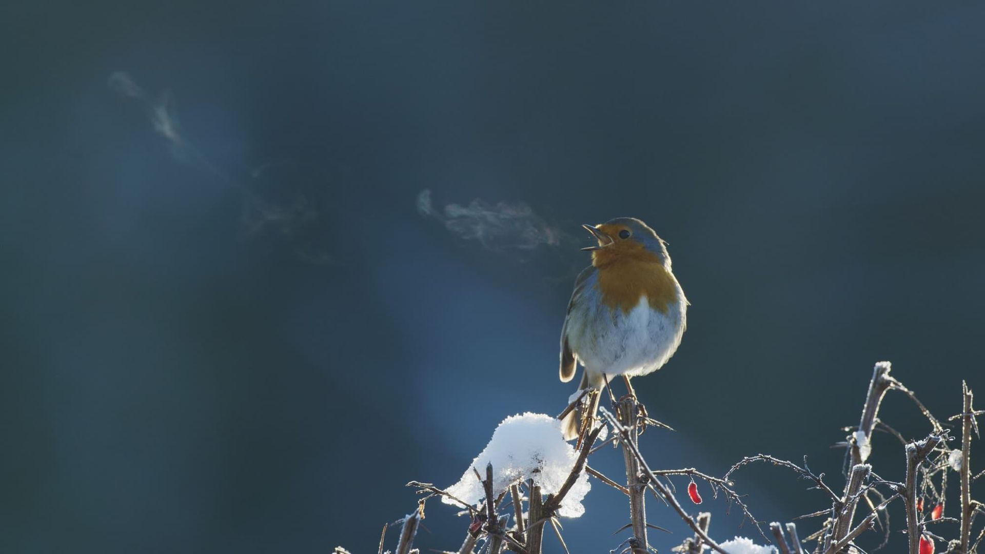 Attenborough's Wonder of Song background