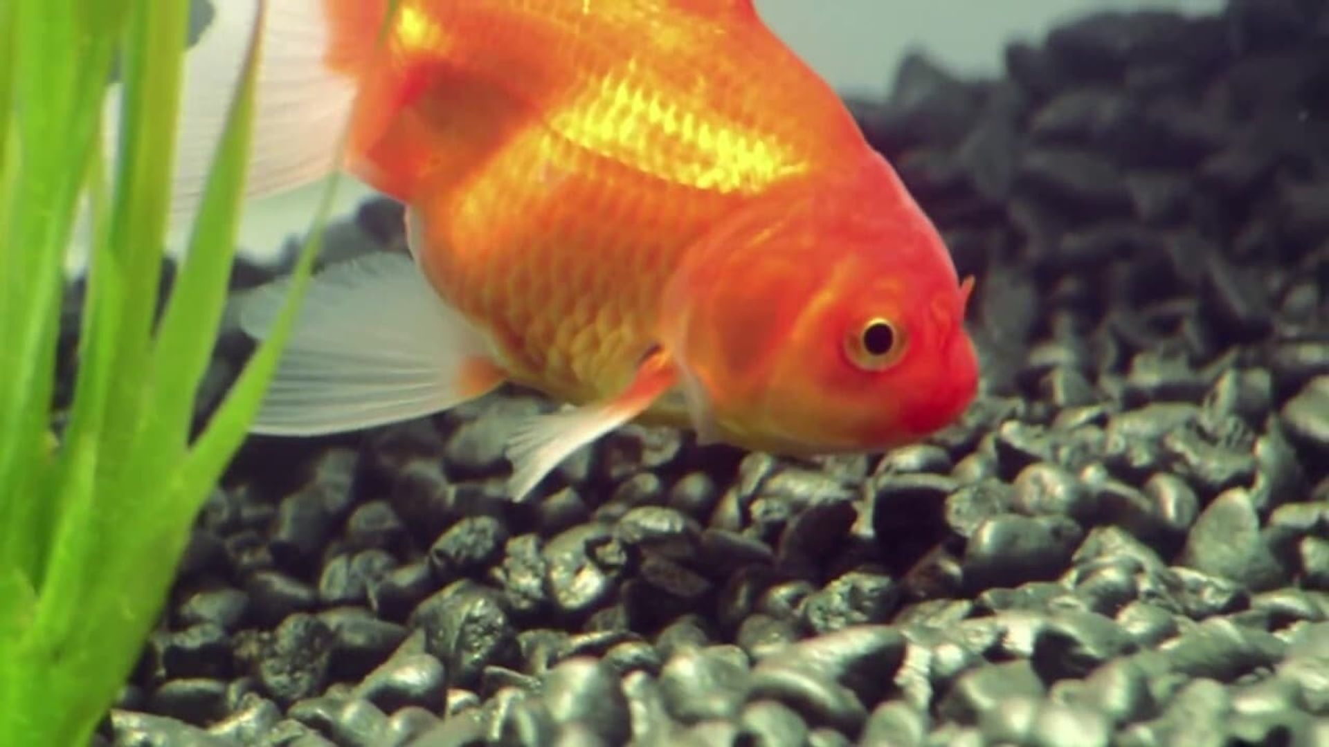 Goldfish background