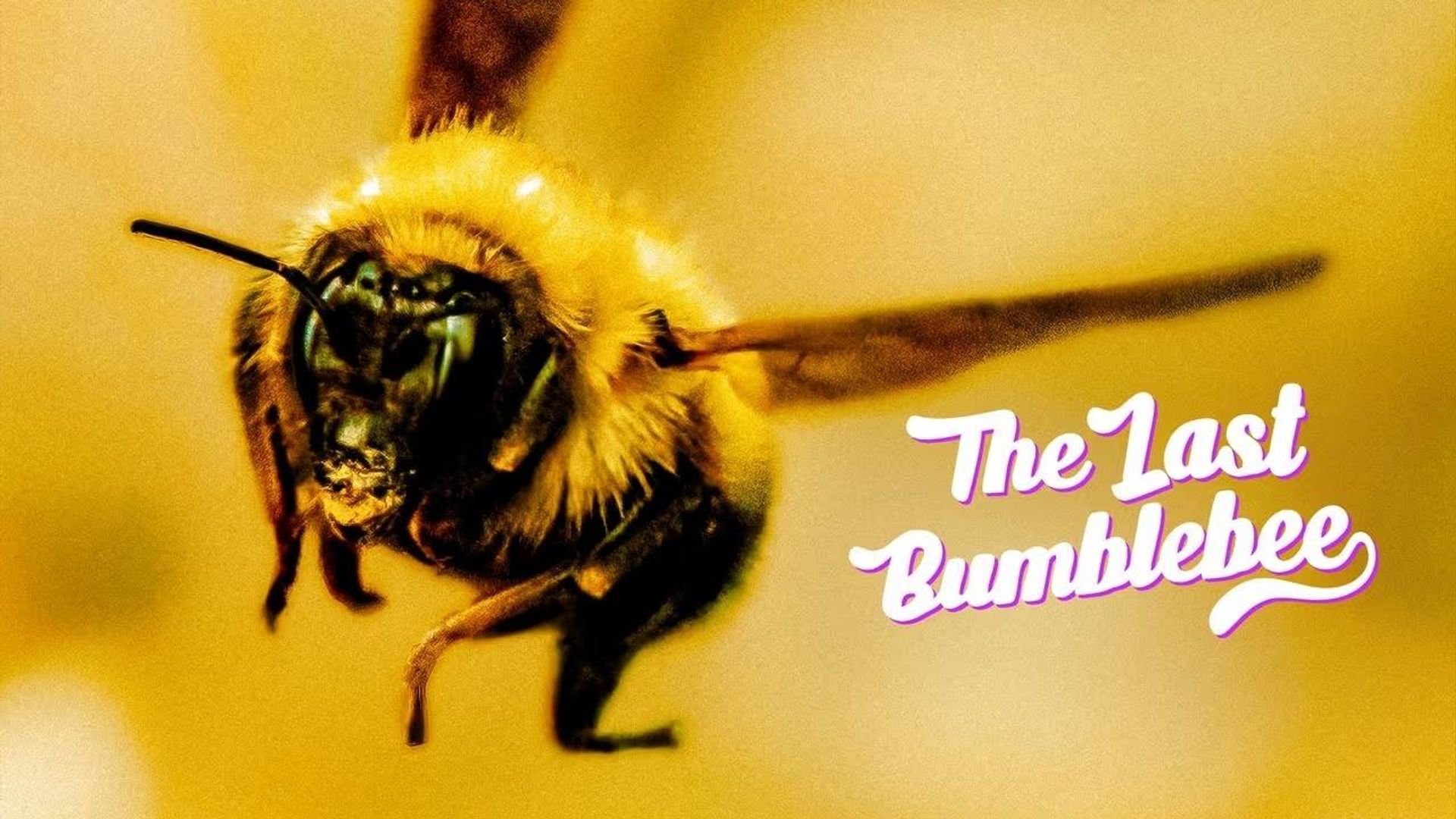 The Last Bumblebee background