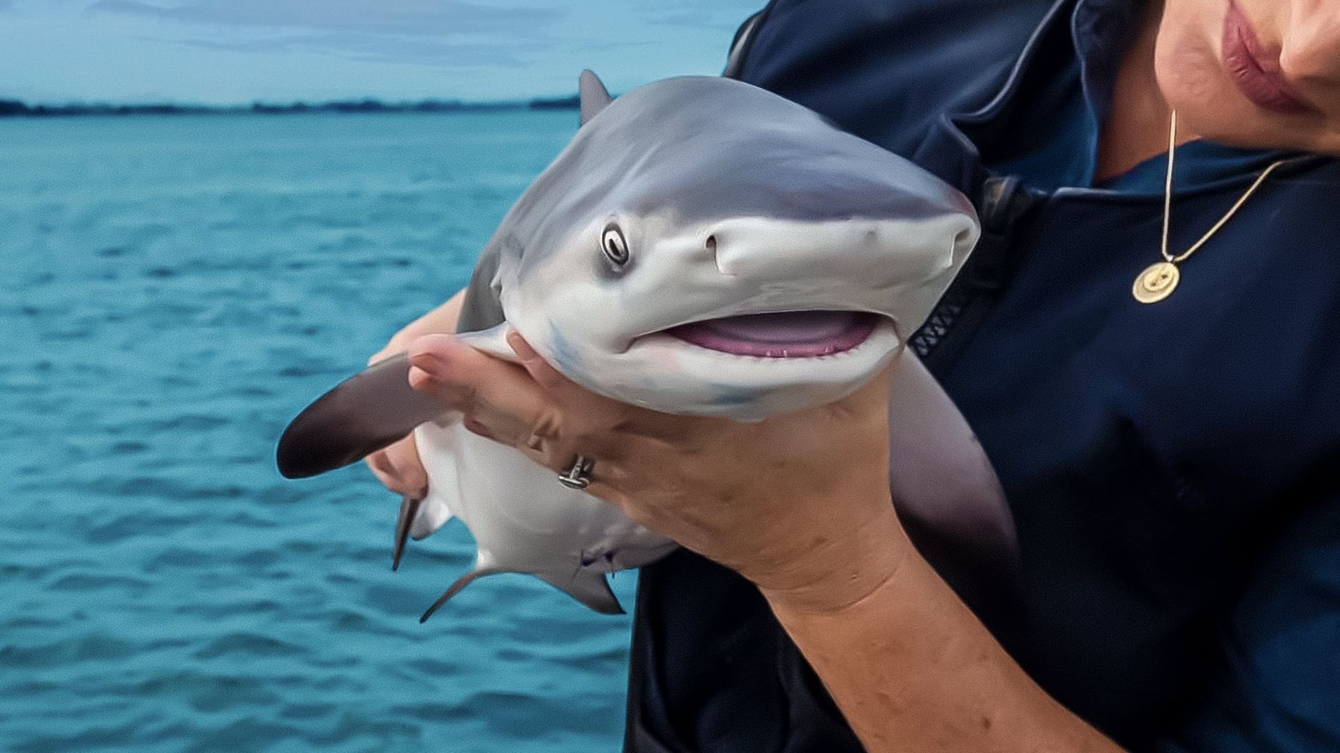 Baby Sharks background