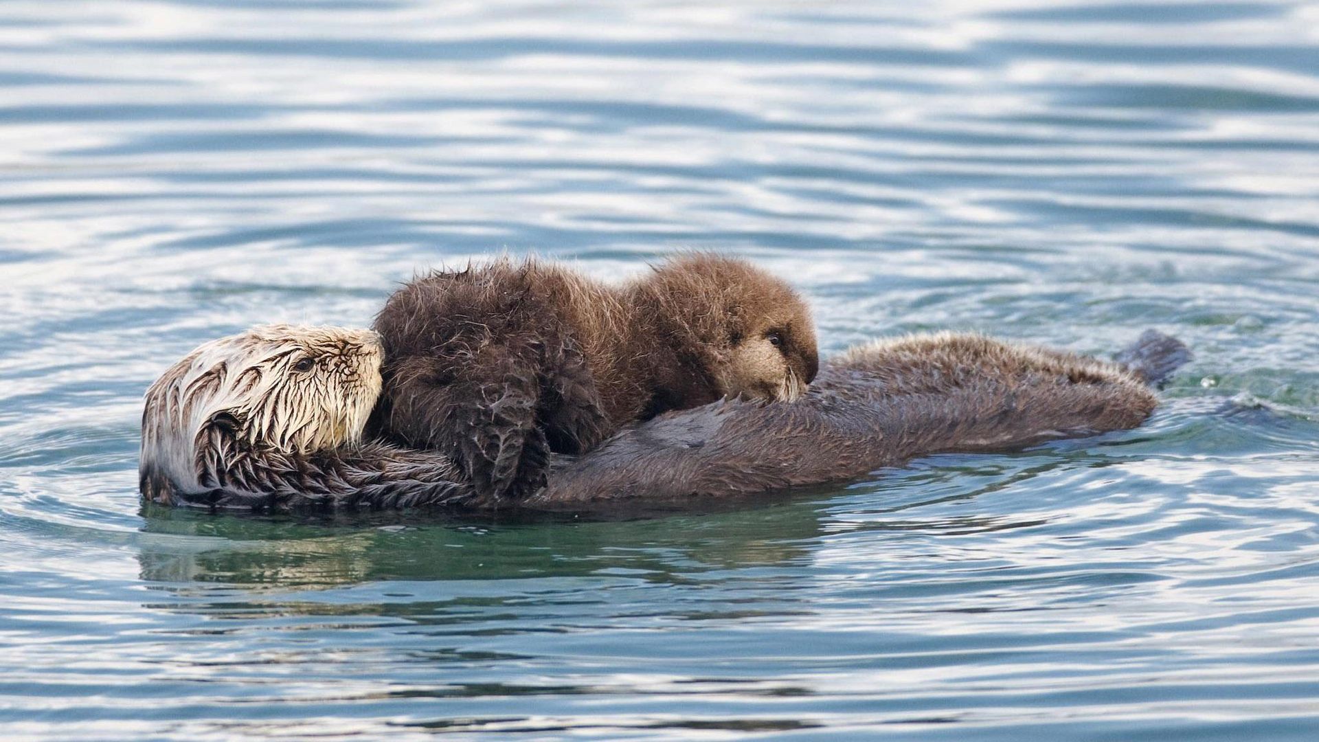 Threatened: The Controversial Struggle of the Southern Sea Otter background