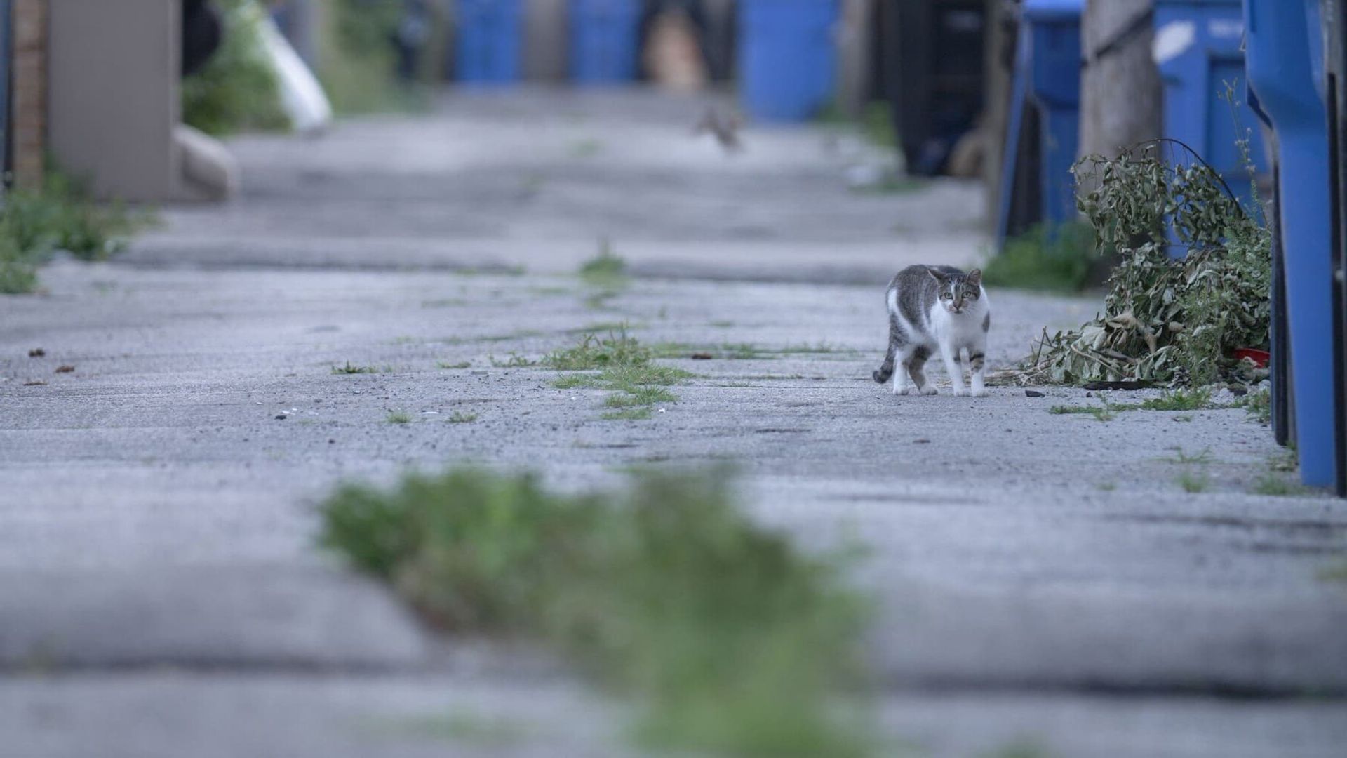 Cat City background