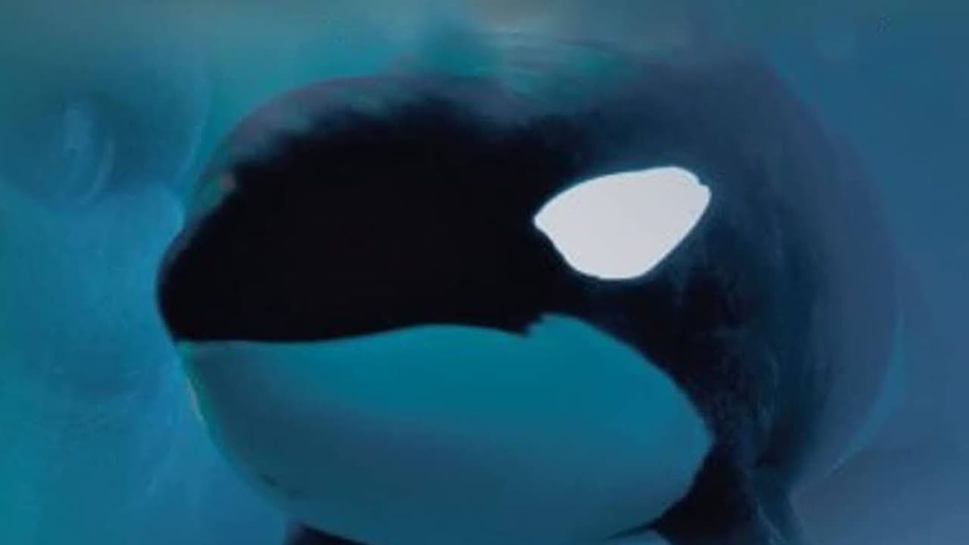 Keiko: The Untold Story of the Star of Free Willy background