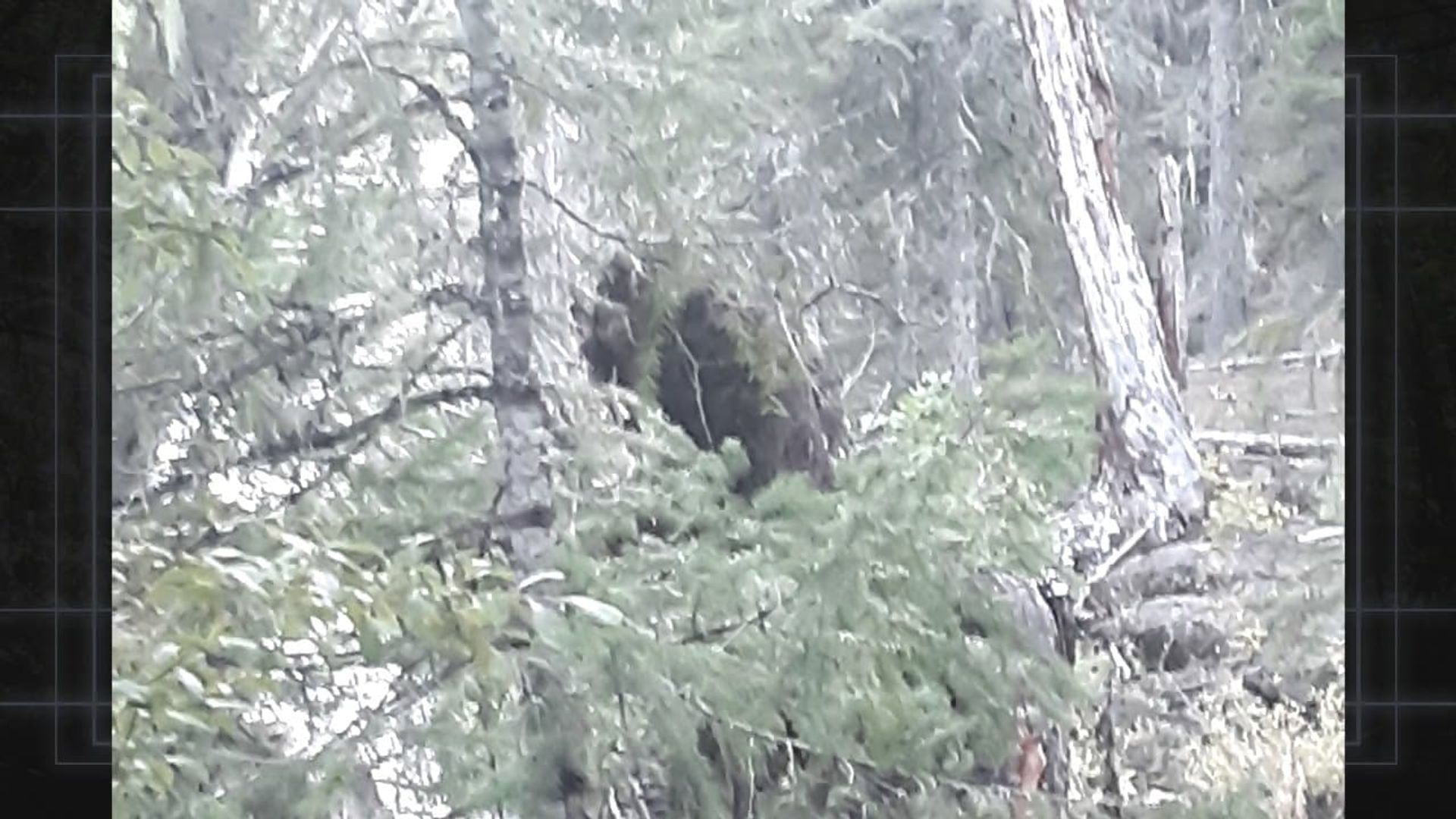 Bigfoot Evidence: Oregon background