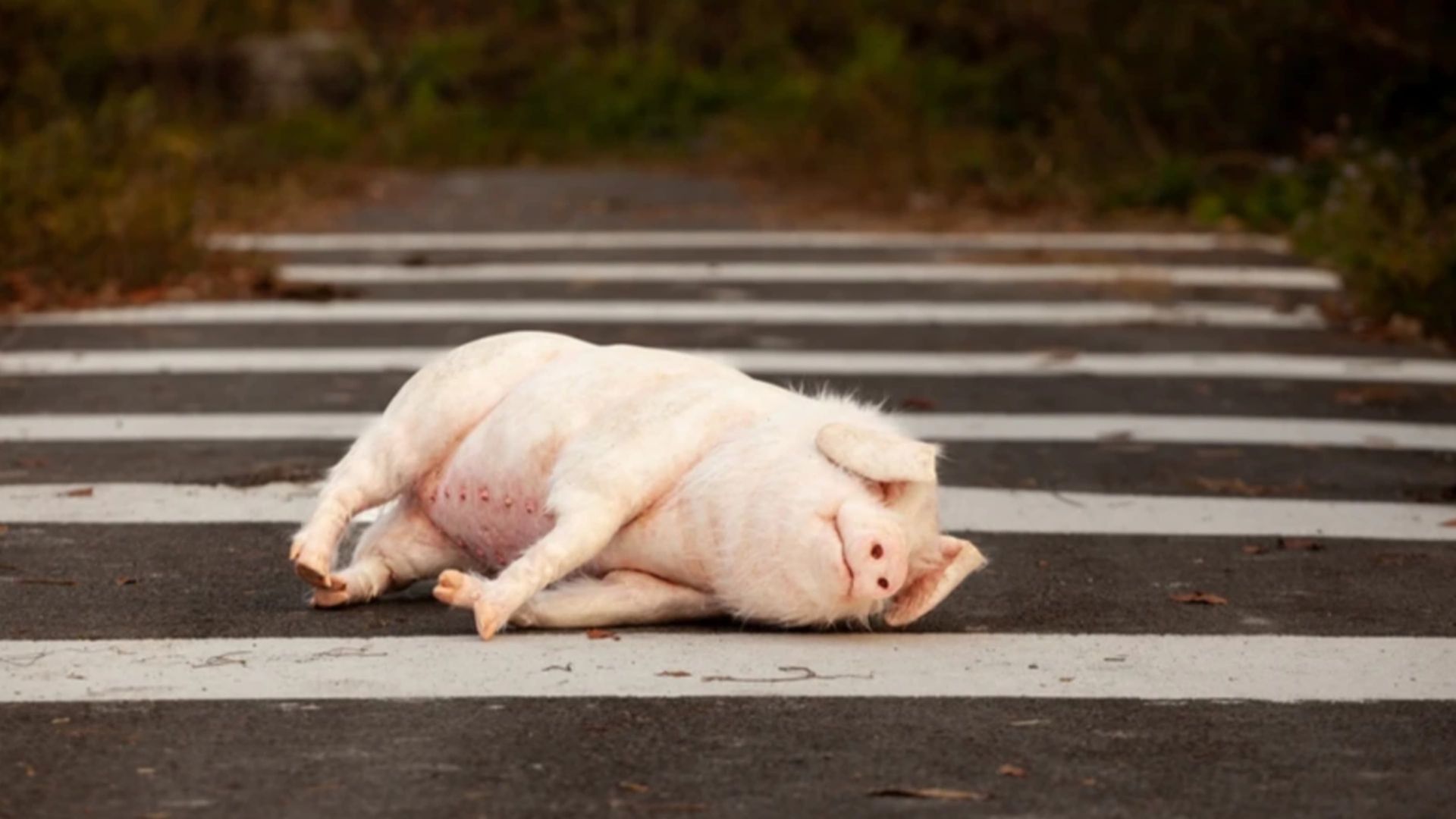 Pig at the Crossing background