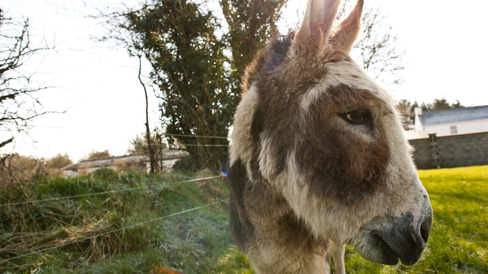 Do Donkeys Act? background