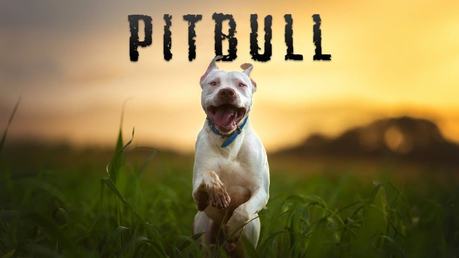 Pitbull background