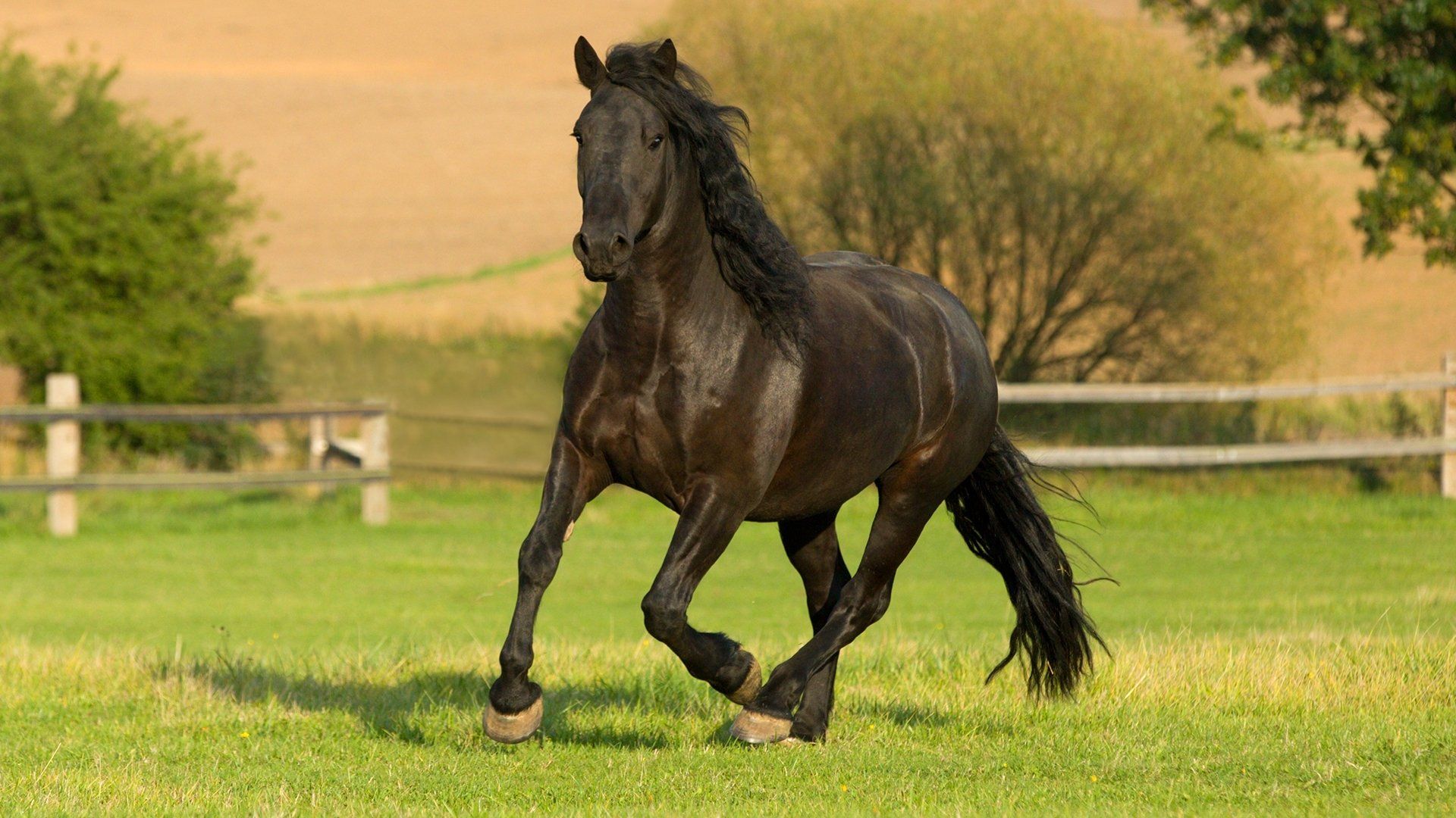 The Adventures of Black Beauty background