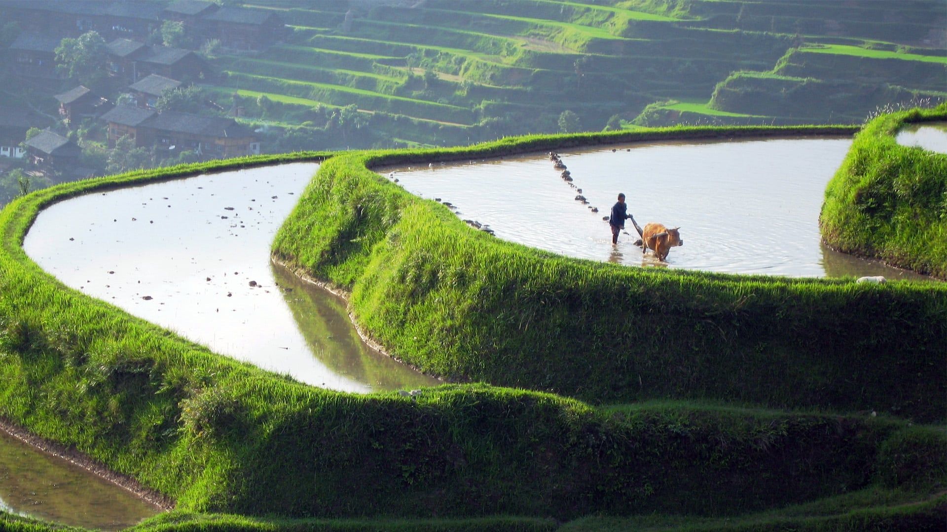 Wild China background