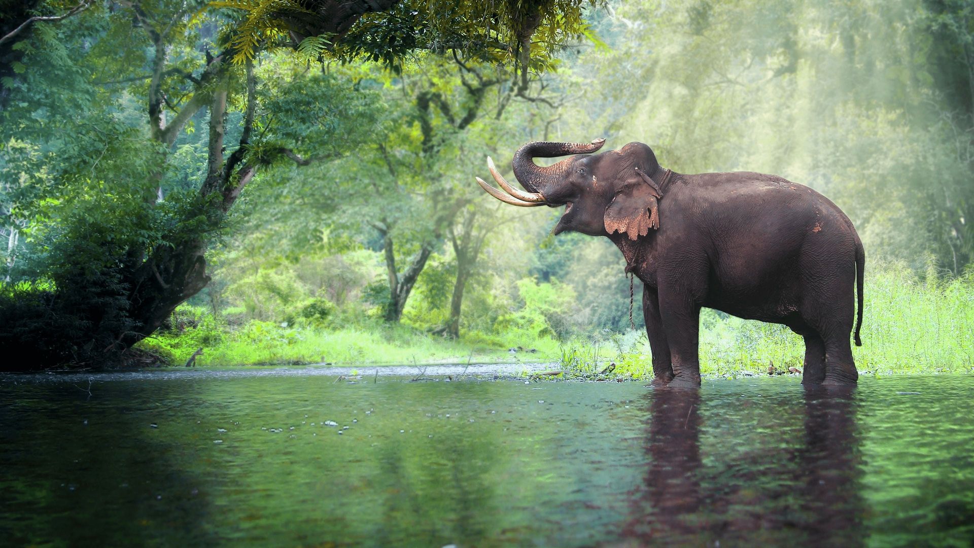 Thailand's Wild Side background