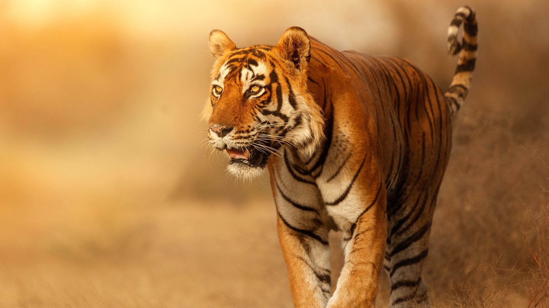 Wild Cats of India background