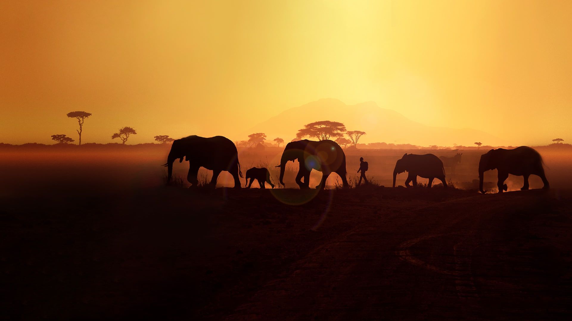 Walking with Elephants background