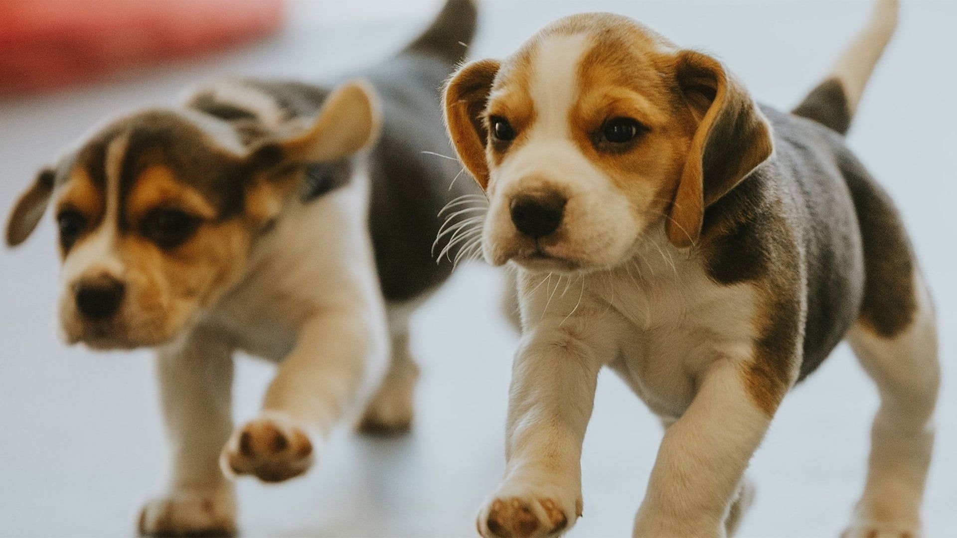 Dog Squad Puppy School background