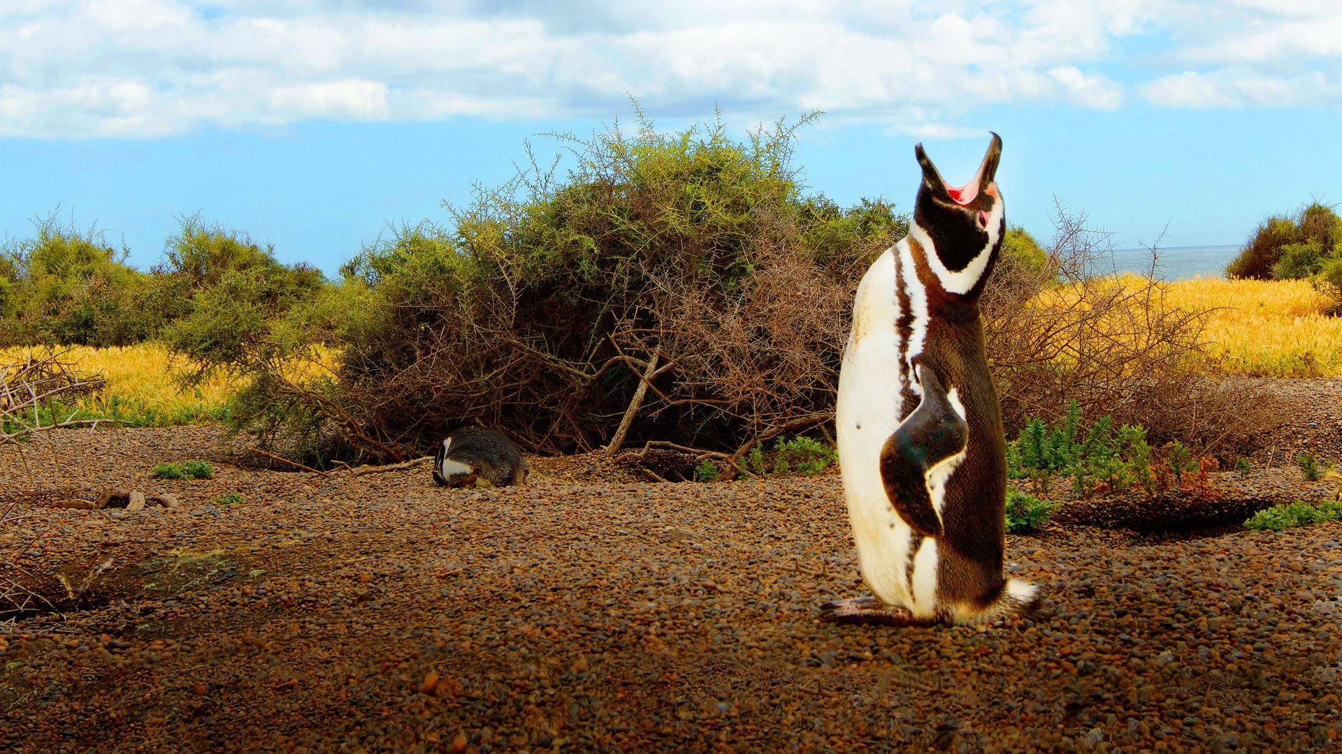 Wild Argentina background