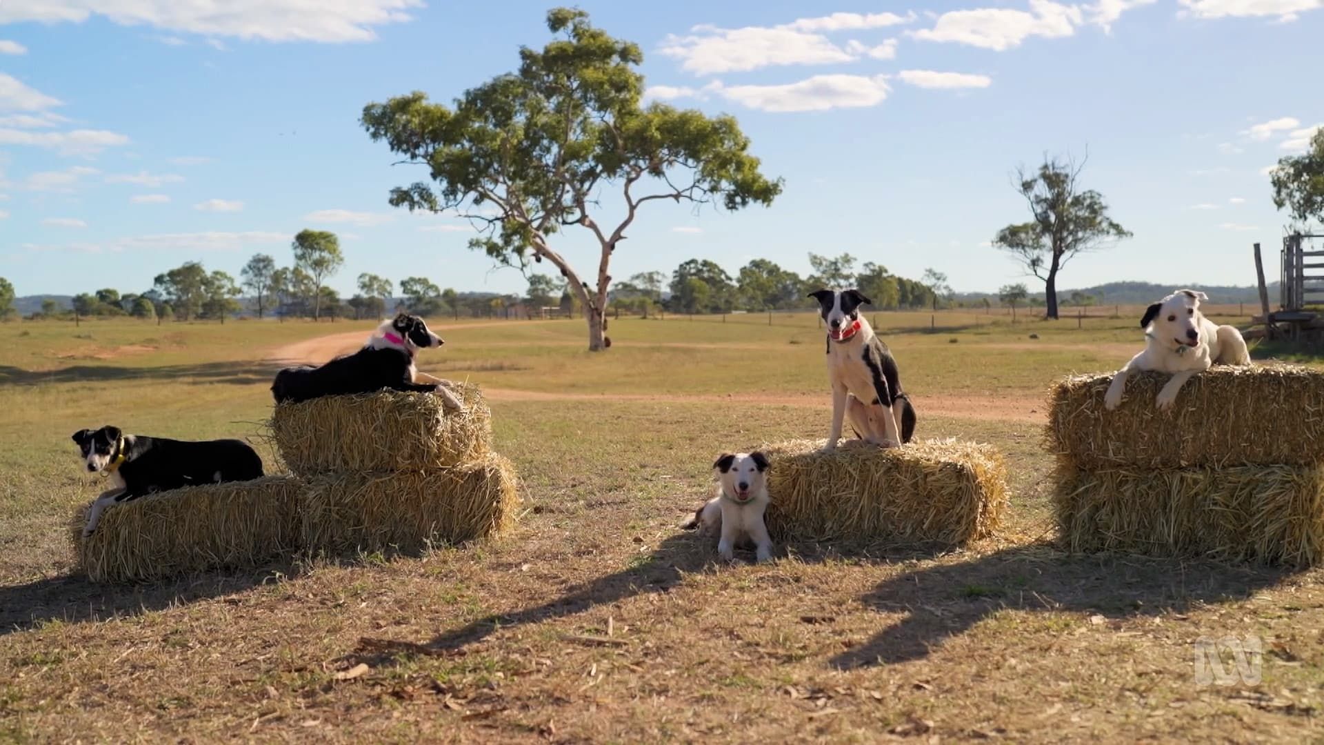 Muster Dogs background