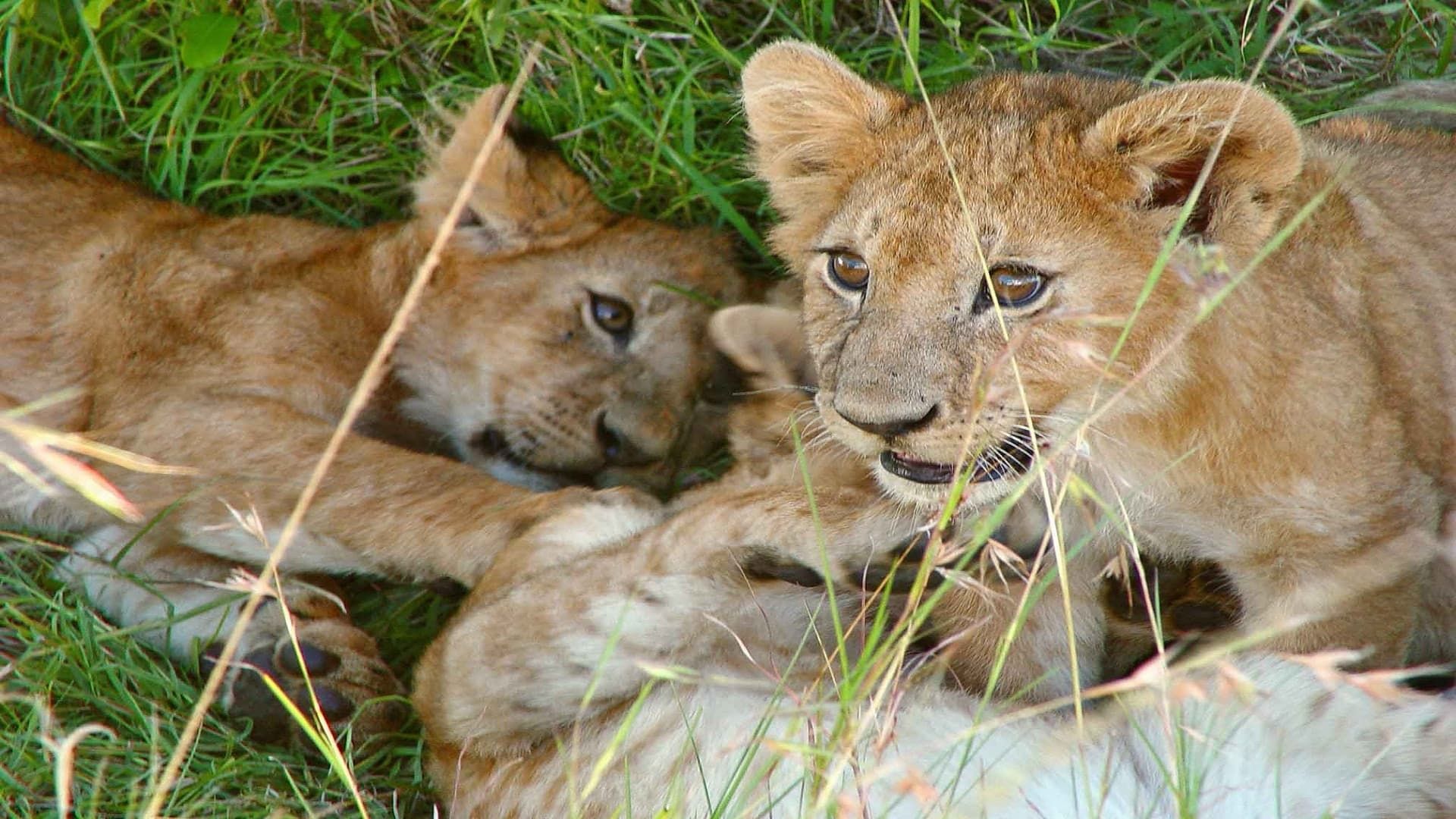 Safari Vet School background