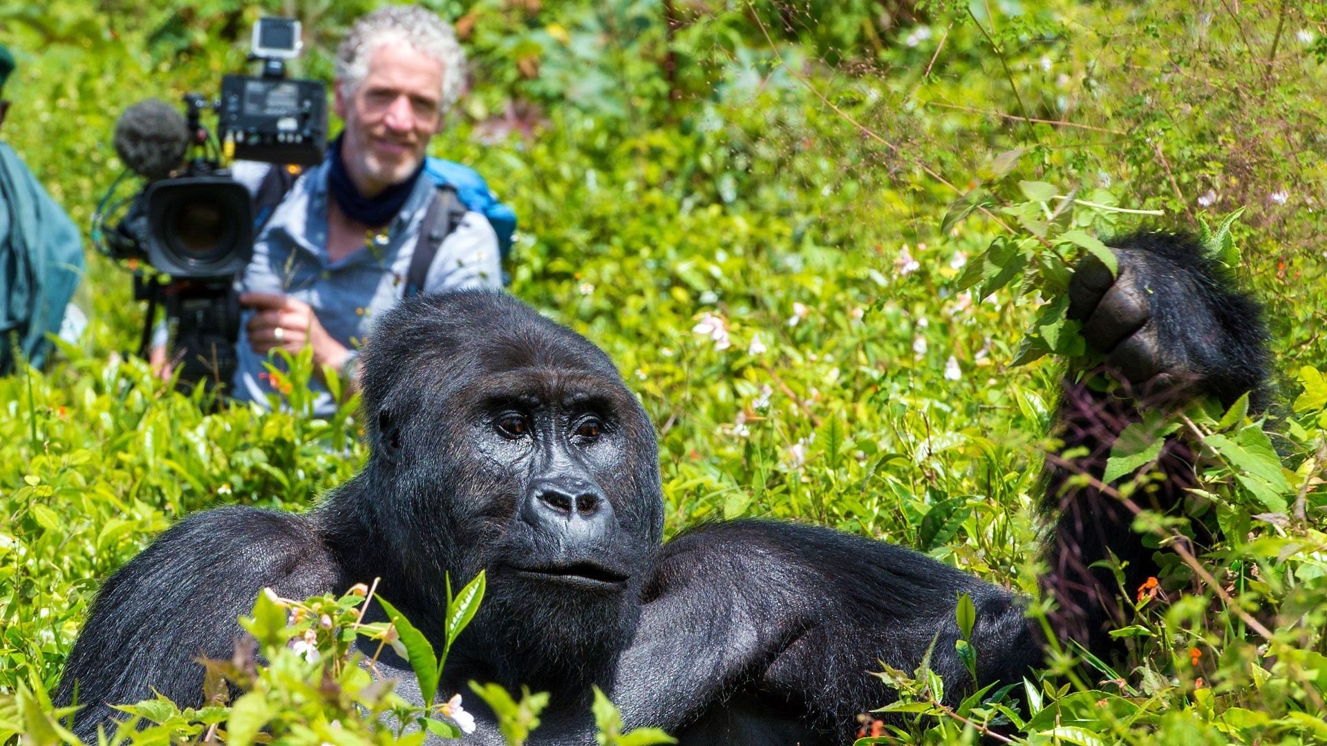 Gorilla Family & Me background