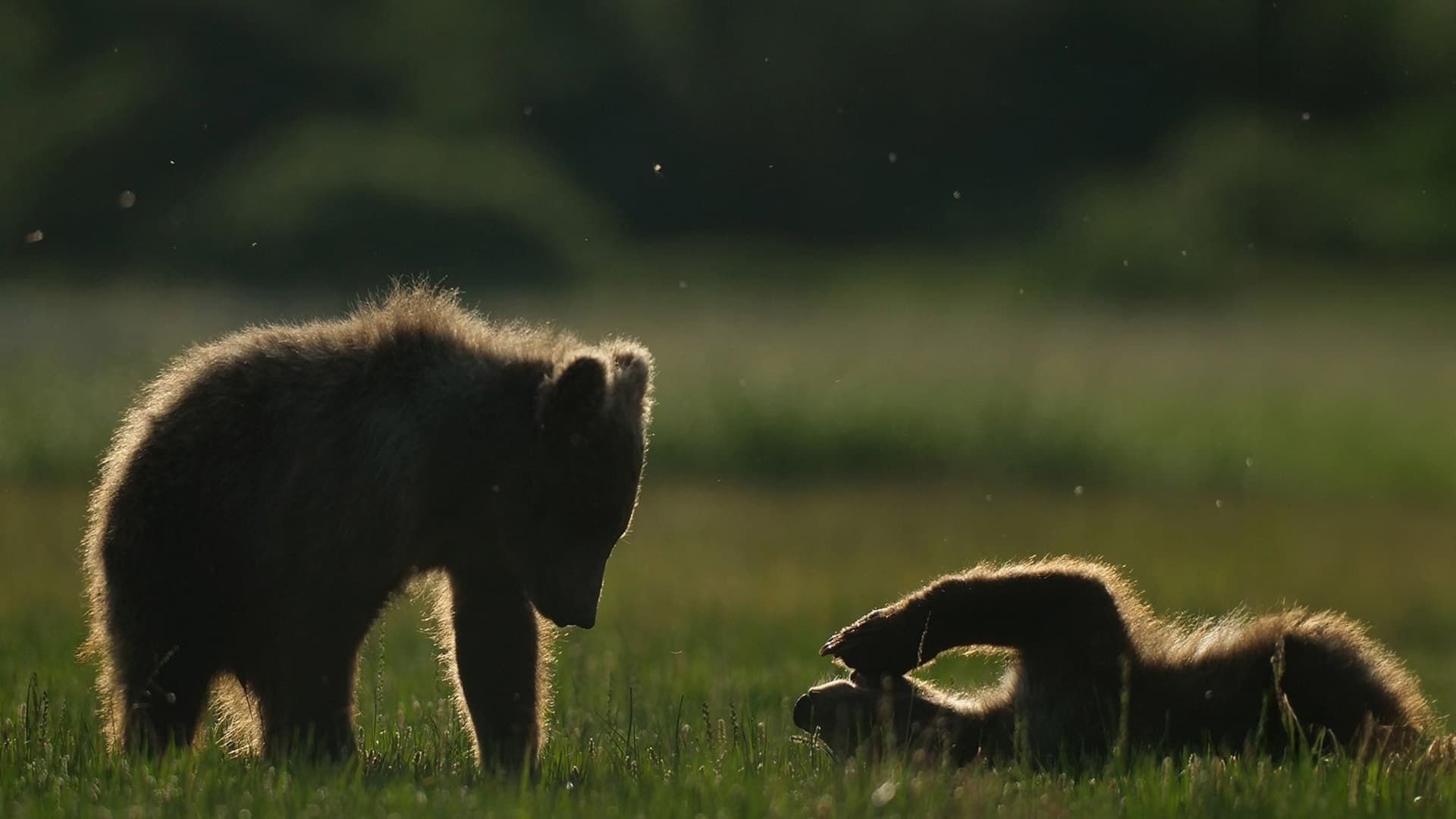 Alaska: A Year in the Wild background