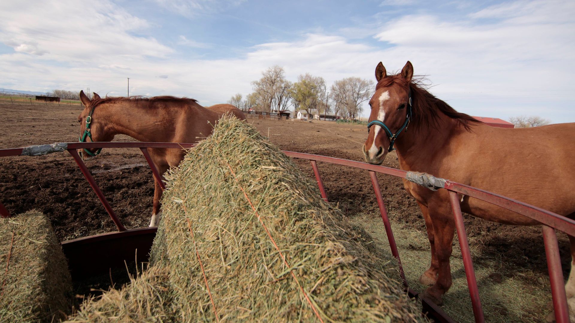 Rocky Mountain Animal Rescue background