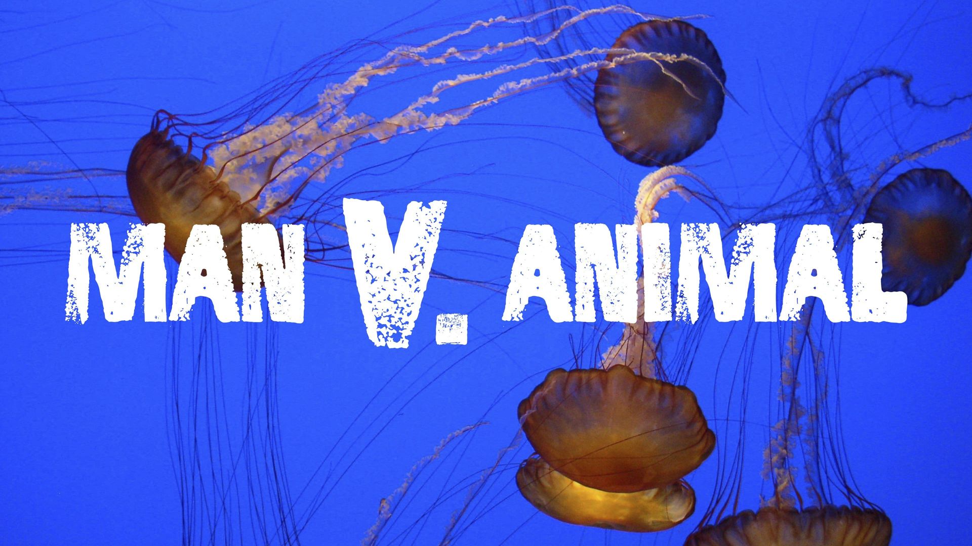 Man v. Animal background