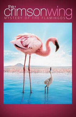 The Crimson Wing: Mystery of the Flamingos