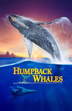 Humpback Whales