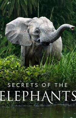 Secrets of the Elephants