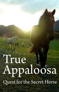 True Appaloosa