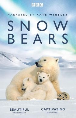 Snow Bears