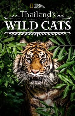 Thailand's Wild Cats