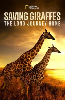 Saving Giraffes: The Long Journey Home