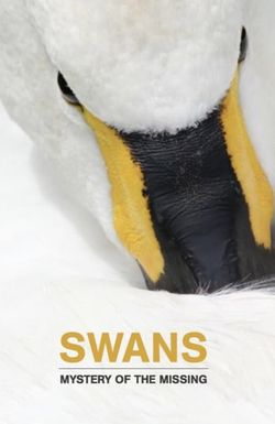 Swans: Mystery of the Missing