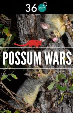 Possum Wars